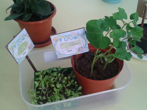 Na sala de aula fazemos sementeiras que depois passam para a horta.